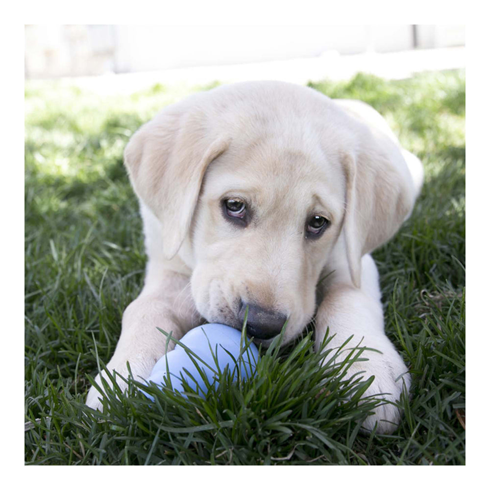 img Jueguete KONG Puppy XS